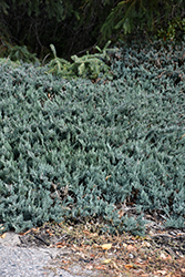 Wisconsin Juniper (Juniperus horizontalis 'Wisconsin') at Stonegate Gardens