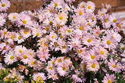 Hillside Sheffield Chrysanthemum (Chrysanthemum 'Hillside Sheffield Pink') at Lakeshore Garden Centres
