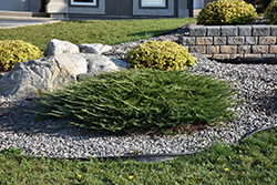Calgary Carpet Juniper (Juniperus sabina 'Calgary Carpet') at Lakeshore Garden Centres