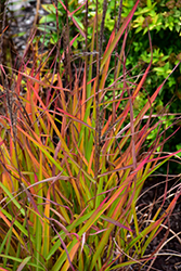Flame Grass (Miscanthus sinensis 'Purpurascens') at Stonegate Gardens