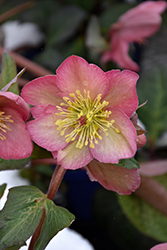 FrostKiss Cheryl's Shine Hellebore (Helleborus 'EPB 31') at Lakeshore Garden Centres