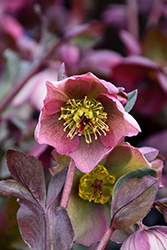 Frostkiss Bayli's Blush Hellebore (Helleborus 'Bayli's Blush') at Lakeshore Garden Centres