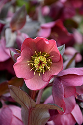 Penny's Pink Hellebore (Helleborus 'Penny's Pink') at Stonegate Gardens