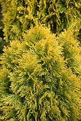 Golden Emerald Arborvitae (Thuja occidentalis 'Jantar') at Stonegate Gardens