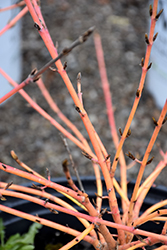 Arctic Sun Dogwood (Cornus sanguinea 'Cato') at Lakeshore Garden Centres