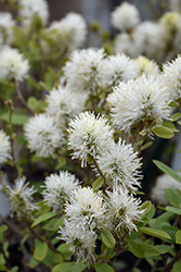 Legend Of The Small Fothergilla (Fothergilla 'NCFI1') at Lakeshore Garden Centres