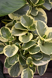 Variegated Baby Rubber Plant (Peperomia obtusifolia 'Variegata') at Stonegate Gardens