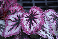 Harmony's Fire Woman Begonia (Begonia 'Harmony's Fire Woman') at Stonegate Gardens