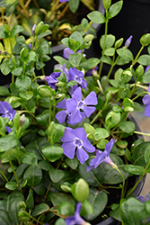 Bowles Cunningham Periwinkle (Vinca minor 'Bowles Cunningham') at Lakeshore Garden Centres