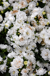 White Wonder Mee Bellflower (Campanula portenschlagiana 'White Wonder Mee') at A Very Successful Garden Center