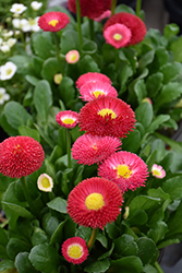 Galaxy Red English Daisy (Bellis perennis 'Galaxy Red') at Lakeshore Garden Centres