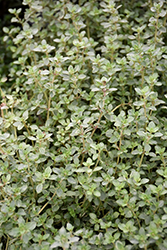 Silver Edge Thyme (Thymus vulgaris 'Silver Edge') at A Very Successful Garden Center