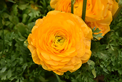 Double Yellow Ranunculus (Ranunculus 'Double Yellow') at Stonegate Gardens