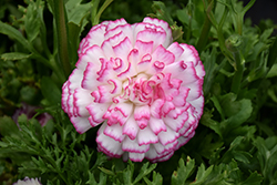 Double Pink Picotee Ranunculus (Ranunculus 'Double Pink Picotee') at Stonegate Gardens