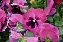 Inspire Plus Pink Shades (Viola x wittrockiana 'Inspire Plus Pink Shades') at Stonegate Gardens