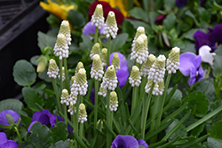 White Magic Grape Hyacinth (Muscari aucheri 'White Magic') at Wallitsch Nursery And Garden Center