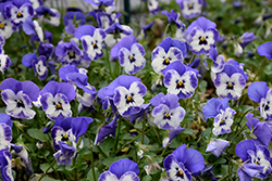Sorbet XP Delft Blue Pansy (Viola 'PAS733551') at Stonegate Gardens