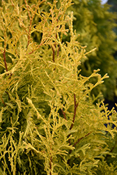Highlights Arborvitae (Thuja occidentalis 'Janed Gold') at Lakeshore Garden Centres