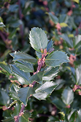Blue Prince Meserve Holly (Ilex x meserveae 'Blue Prince') at Lakeshore Garden Centres