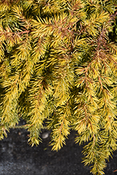 All Gold Shore Juniper (Juniperus conferta 'All Gold') at Stonegate Gardens