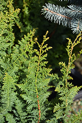 Fernleaf Hinoki Falsecypress (Chamaecyparis obtusa 'Filicoides Compacta') at Lakeshore Garden Centres