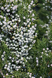Fairview Juniper (Juniperus chinensis 'Fairview') at Stonegate Gardens