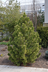 Tannenbaum Mugo Pine (Pinus mugo 'Tannenbaum') at Lakeshore Garden Centres