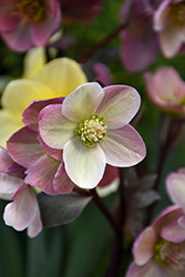 Pink Frost Hellebore (Helleborus 'COSEH 710') at Stonegate Gardens