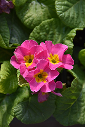 Pacific Giant Pink Primrose (Primula x polyantha 'Pacific Giant Pink') at Stonegate Gardens