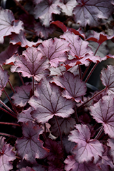Little Cuties Sugar Berry Coral Bells (Heuchera 'Sugar Berry') at Lakeshore Garden Centres