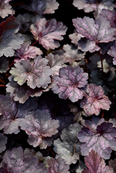 Glitter Coral Bells (Heuchera 'Glitter') at Lakeshore Garden Centres