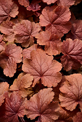 Northern Exposure Amber Coral Bells (Heuchera 'TNHEUNEA') at Lakeshore Garden Centres
