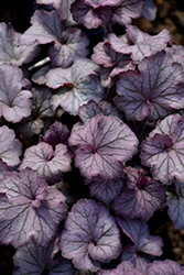 Northern Exposure Silver Coral Bells (Heuchera 'TNHEUNES') at Schulte's Greenhouse & Nursery