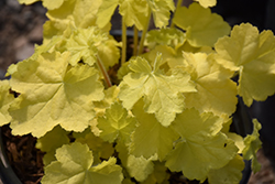 Primo Pretty Pistachio Coral Bells (Heuchera 'Pretty Pistachio') at Lakeshore Garden Centres