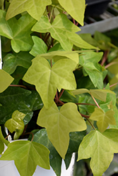 Montgomery Ivy (Hedera helix 'Montgomery') at Stonegate Gardens