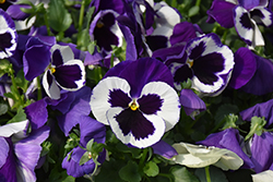 Delta Premium Violet & White Pansy (Viola x wittrockiana 'Delta Premium Violet and White') at Stonegate Gardens