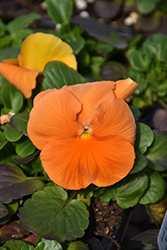 Spring Matrix Deep Orange Pansy (Viola 'PAS912388') at Stonegate Gardens