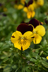 Cool Wave Sunshine and Wine Pansy (Viola x wittrockiana 'PAS1314681') at Stonegate Gardens