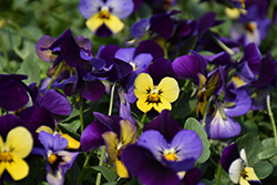 Endurio Blue Yellow with Purple Wing Pansy (Viola cornuta 'Endurio Blue Yellow Purple Wing') at Stonegate Gardens