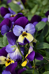 Endurio Blue Yellow with Purple Wing Pansy (Viola cornuta 'Endurio Blue Yellow Purple Wing') at Stonegate Gardens