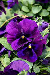 Delta Speedy Purple Pansy (Viola x wittrockiana 'Delta Speedy Purple') at Stonegate Gardens