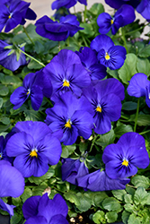 Cool Wave Blue Pansy (Viola x wittrockiana 'PAS1516583') at Stonegate Gardens