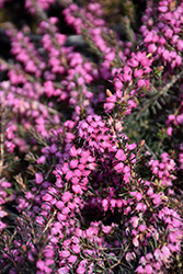 Springwood Pink Heath (Erica carnea 'Springwood Pink') at Stonegate Gardens