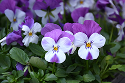 Sorbet XP Pink Wing Pansy (Viola 'PAS912448') at A Very Successful Garden Center