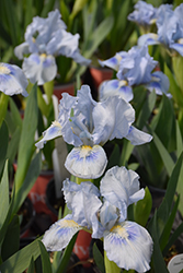 Blue Dwarf Bearded Iris (Iris pumila 'Blue') at Stonegate Gardens