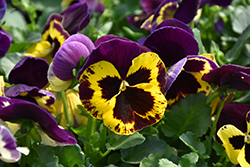 Delta Speedy Yellow and Purple Pansy (Viola x wittrockiana 'Delta Speedy Yellow and Purple') at Stonegate Gardens