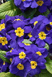 Pacific Giant Blue Primrose (Primula x polyantha 'Pacific Giant Blue') at A Very Successful Garden Center