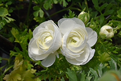 Maché White Ranunculus (Ranunculus 'Mache White') at Stonegate Gardens