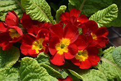 Danova Red Primrose (Primula acaulis 'Danova Red') at Stonegate Gardens