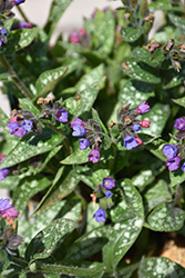 Spot On Lungwort (Pulmonaria 'Spot On') at Lakeshore Garden Centres
